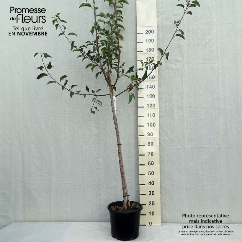 Apple Tree Belchard - Malus domestica 7.5L/10L pot, Half standard sample as delivered in autumn
