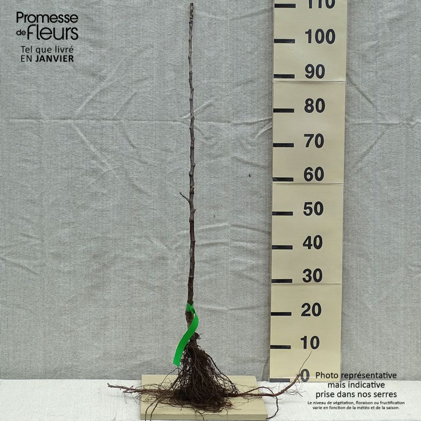 Apple Tree Braeburn - Malus domestica Bare root, Scion sample as delivered in winter
