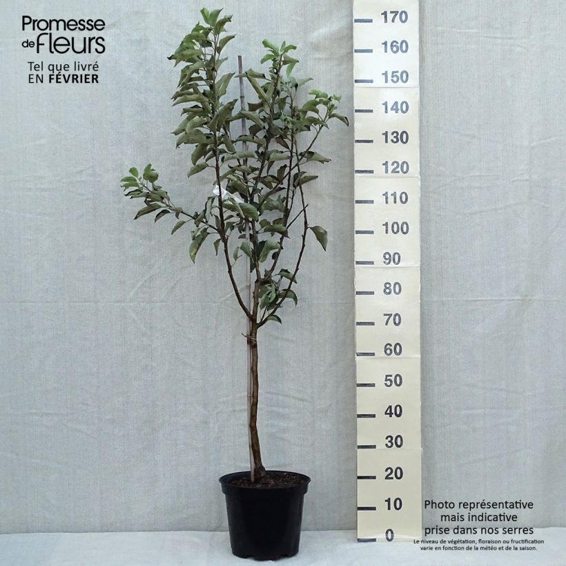 Apple Tree Idared Apple Tree - Malus domestica 7.5L/10L pot, Goblet sample as delivered in autumn