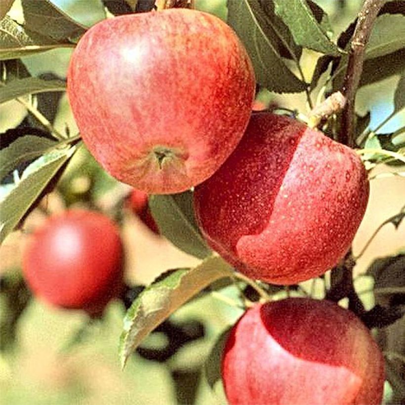 Apple Tree Melrose - Malus domestica (Harvest)