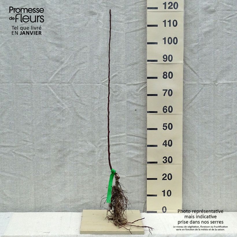 Apple Tree Melrose - Malus domestica Bare root, Scion sample as delivered in winter