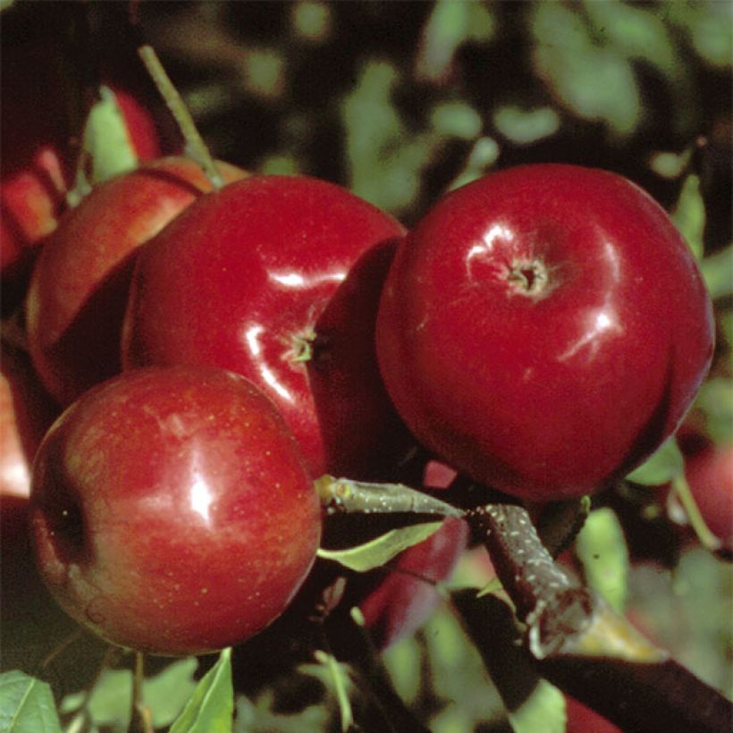 Apple Tree Global Gala - Malus domestica (Harvest)