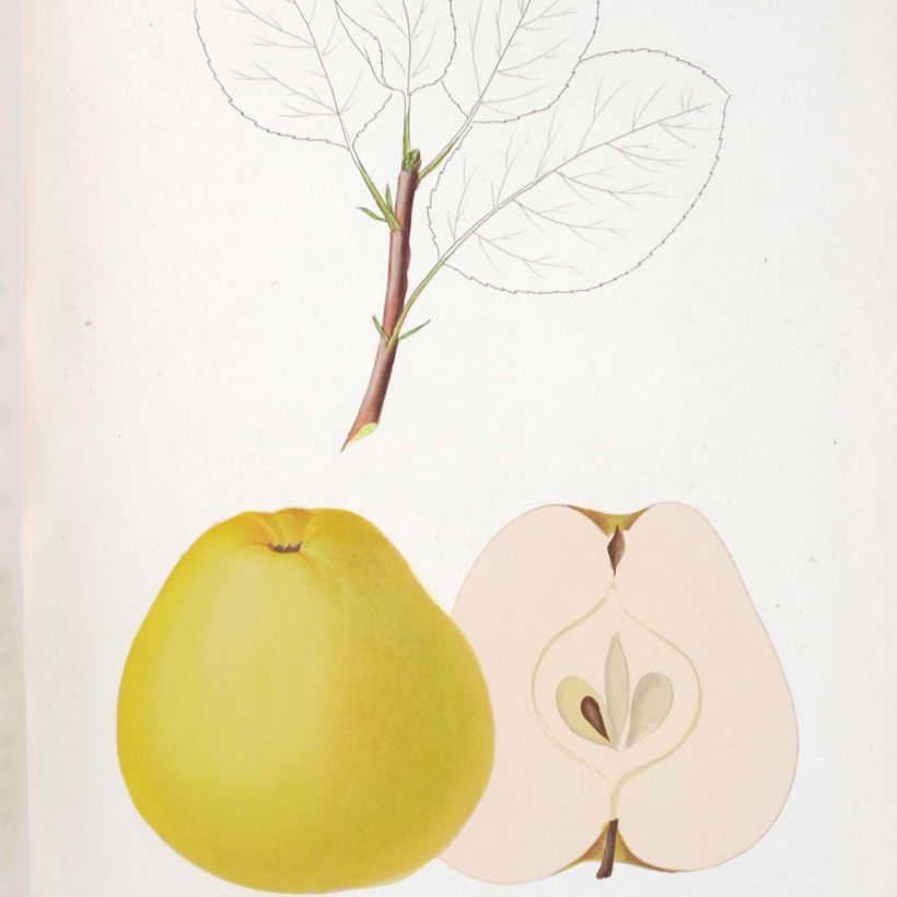 Apple Tree Museau de Lièvre - Malus domestica (Harvest)