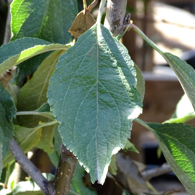 Apple Tree Museau de Lièvre - Malus domestica (Foliage)