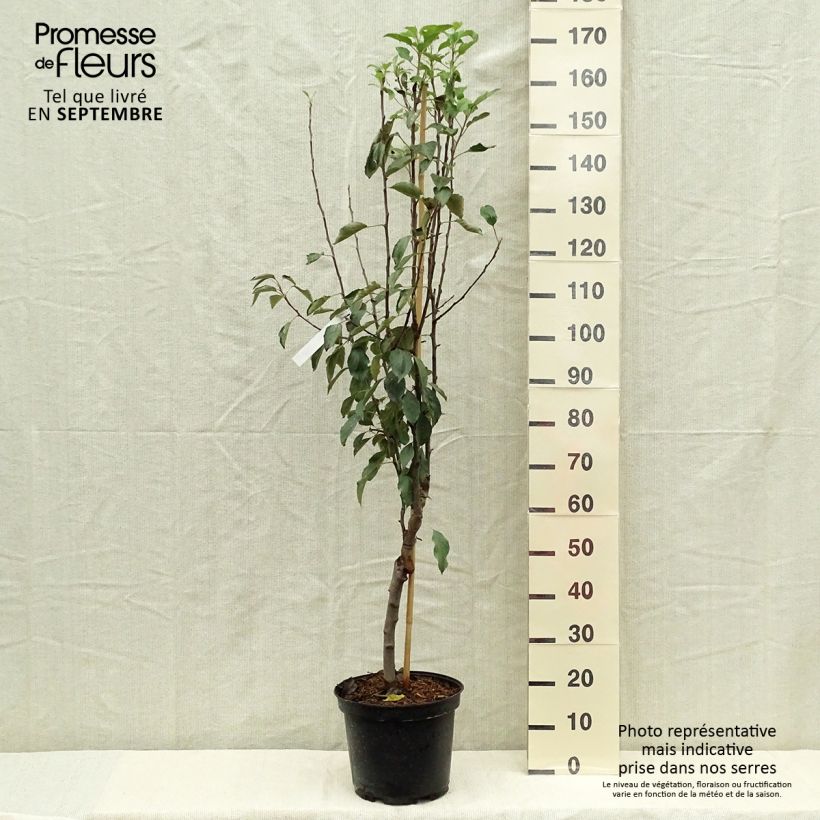 Apple Tree Museau de Lièvre - Malus domestica 7.5L/10L pot, Goblet sample as delivered in autumn