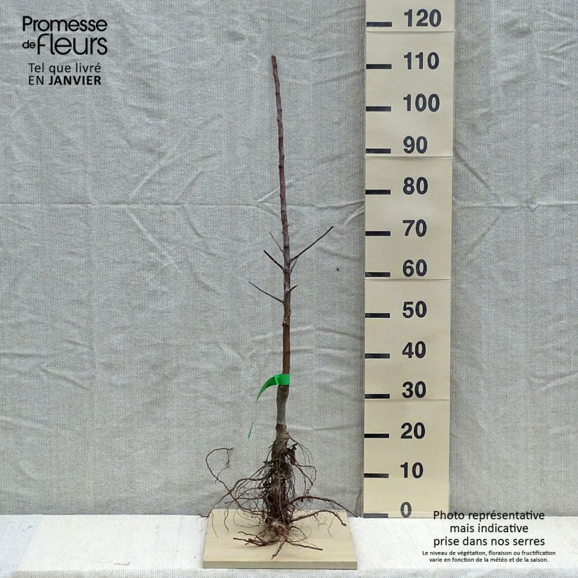 Organic Apple Tree Wolfs Paw - Malus domestica sample as delivered in winter