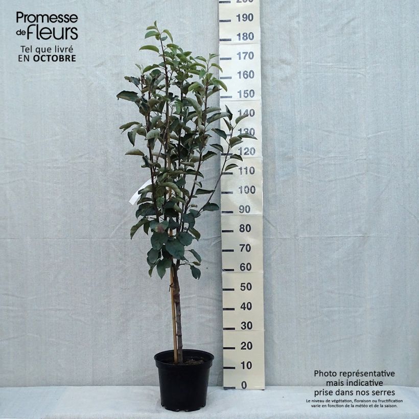 Apple Tree Patte de Loup - Malus domestica 7.5L/10L pot, Goblet sample as delivered in autumn