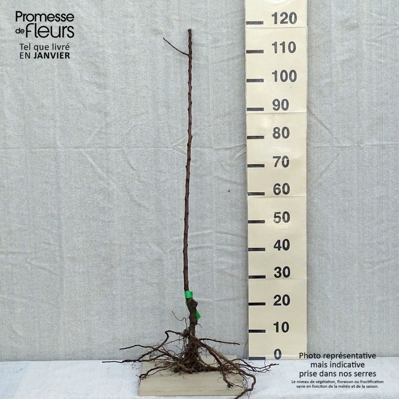 Apple Tree Pigeonnet de Jerusalem - Malus domestica Bare root, Scion sample as delivered in winter