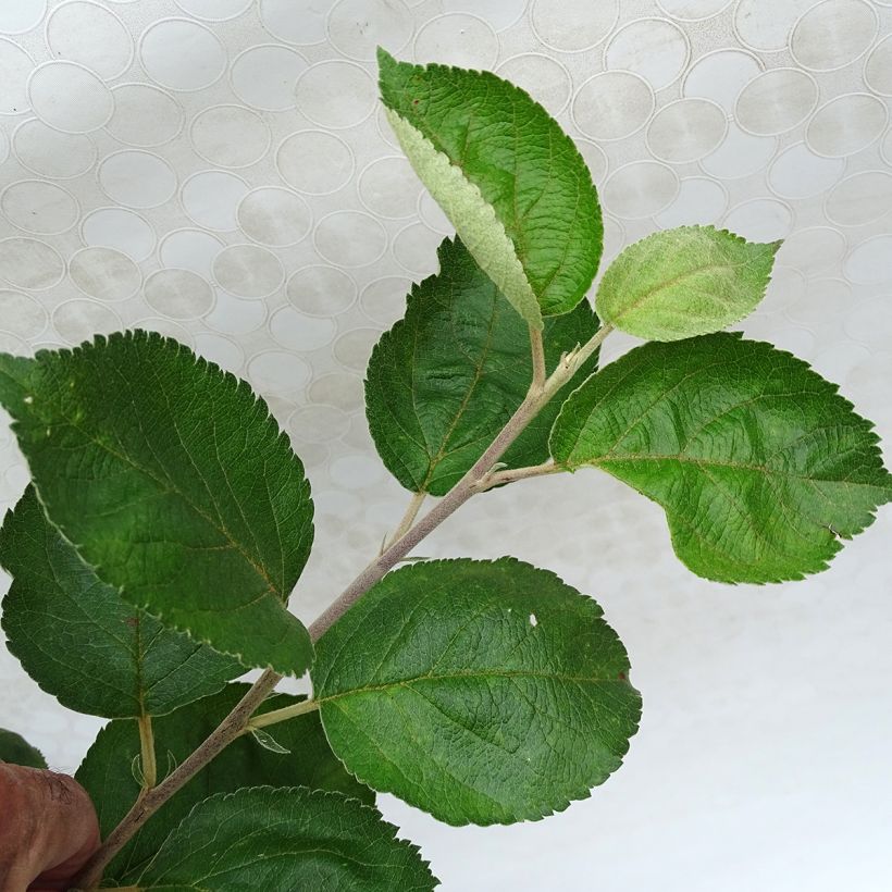 Apple Tree Winter Rambour - Malus domestica (Foliage)