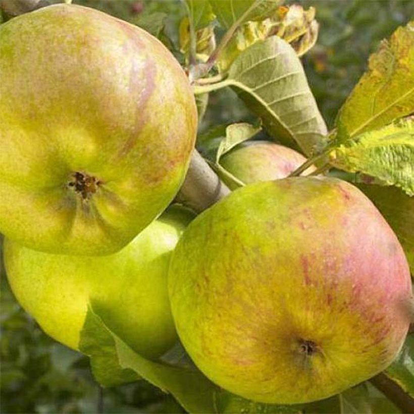 Apple Tree Winter Rambour - Malus domestica (Harvest)