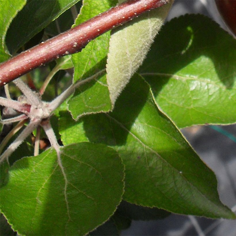 Apple Tree Red Love - Malus domestica (Foliage)