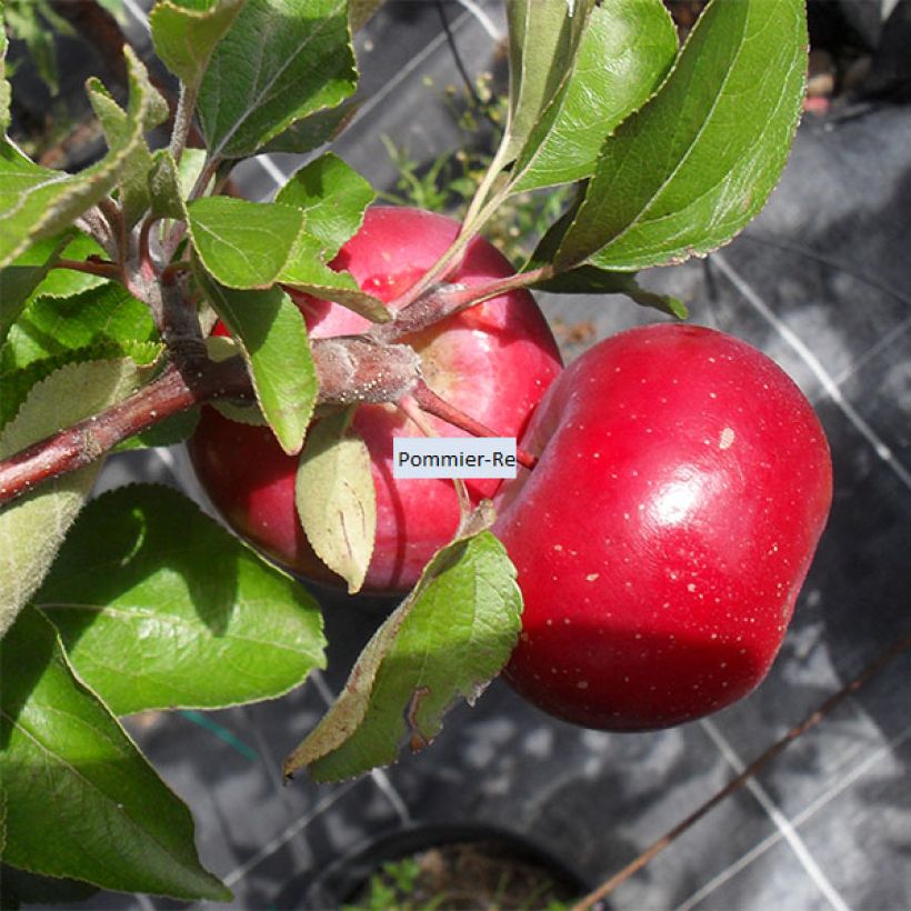 Apple Tree Red Love - Malus domestica (Harvest)