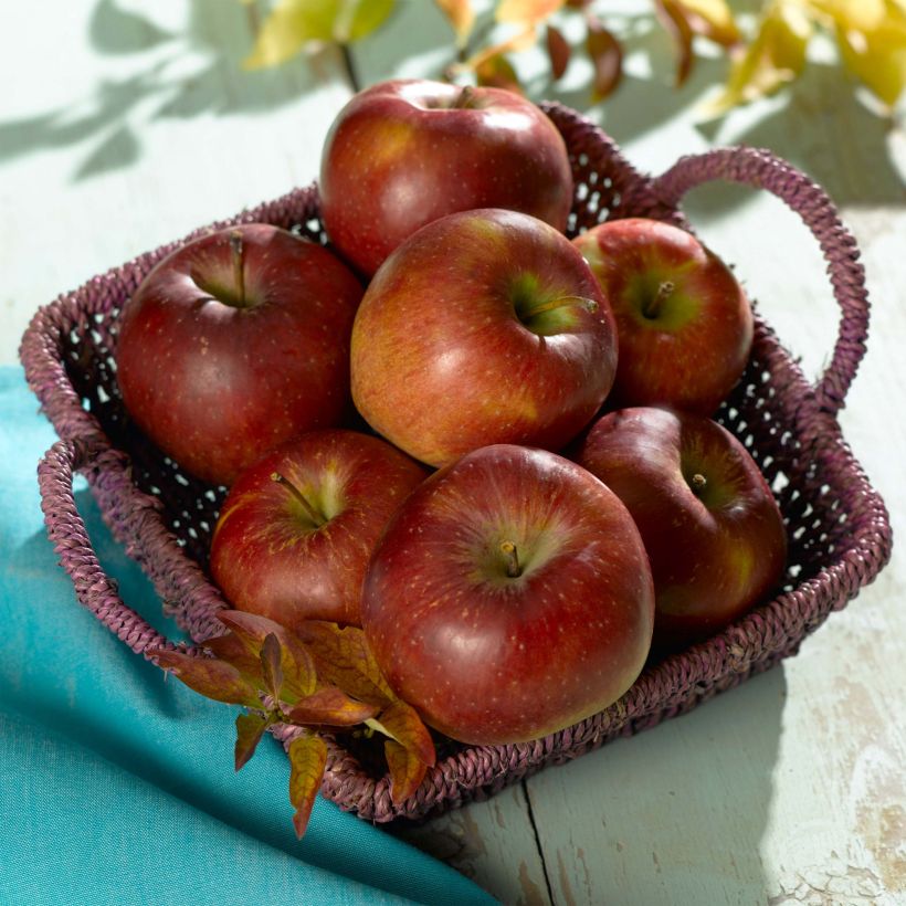 Apple Tree Regali Apple Tree - Georges Delbard (Harvest)