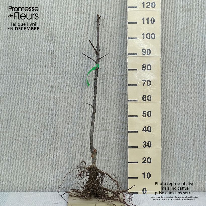 Organic Apple Tree Reine des Reinettes Bare root, Scion sample as delivered in winter