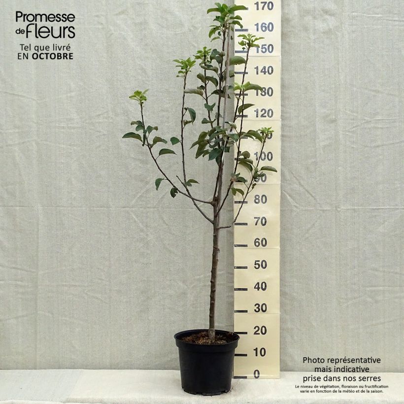 Apple Tree Reine des Reinettes 7.5L/10L pot, Goblet sample as delivered in autumn