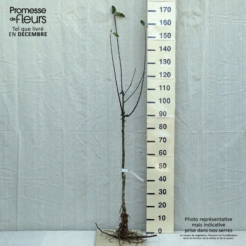 Apple Tree Reine des Reinettes Bare root, Goblet sample as delivered in winter