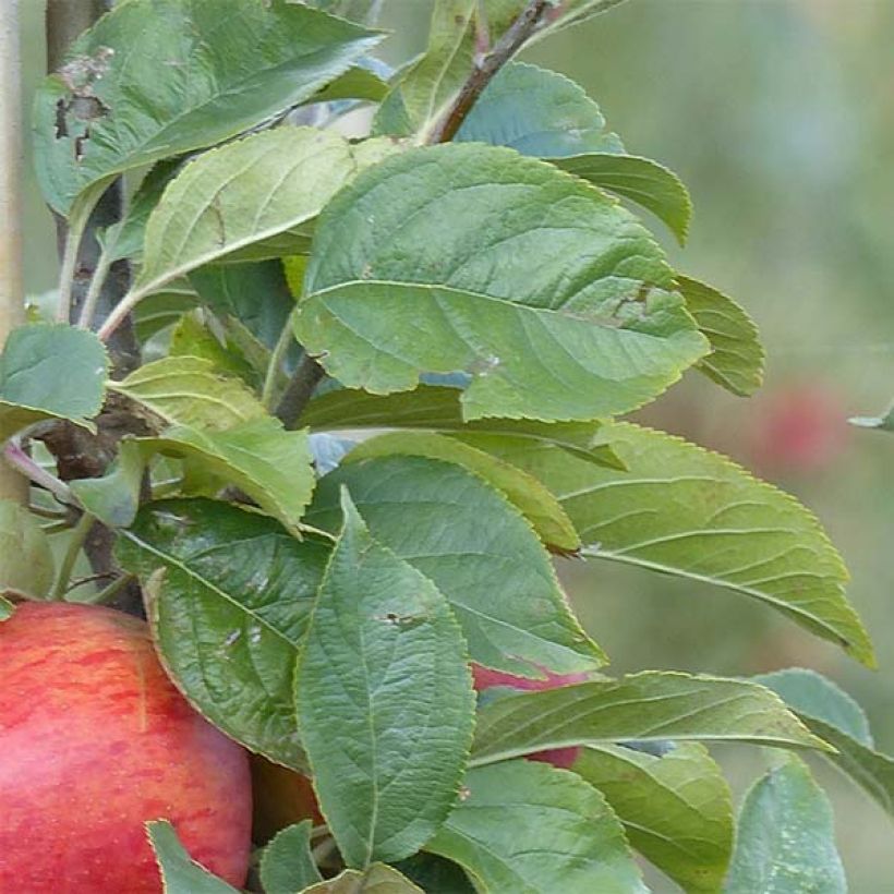 Apple Tree Reine des Reinettes - Malus domestica (Foliage)