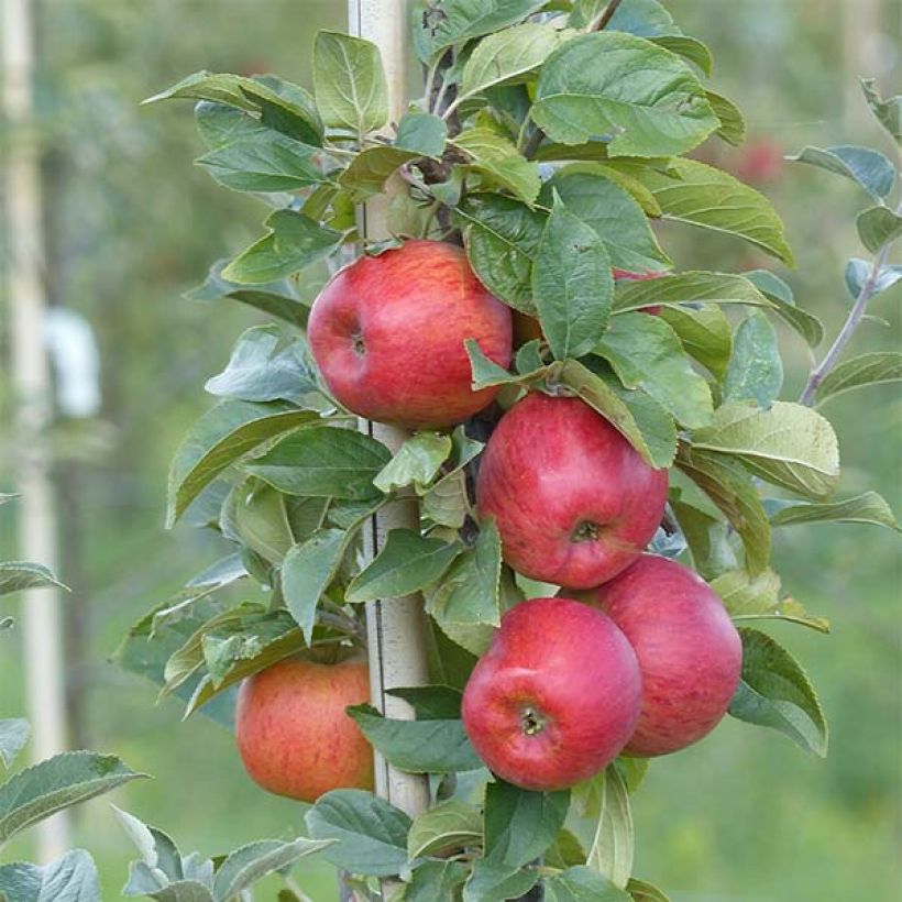Apple Tree Reine des Reinettes - Malus domestica (Harvest)