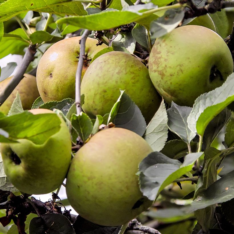 Apple Tree Reinette Blanche de Chatellerault - Malus domestica (Harvest)