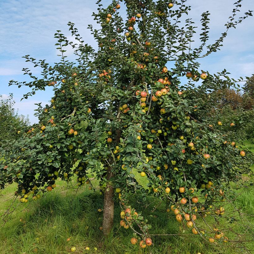 Apple Tree Reinette de France - Malus domestica (Plant habit)