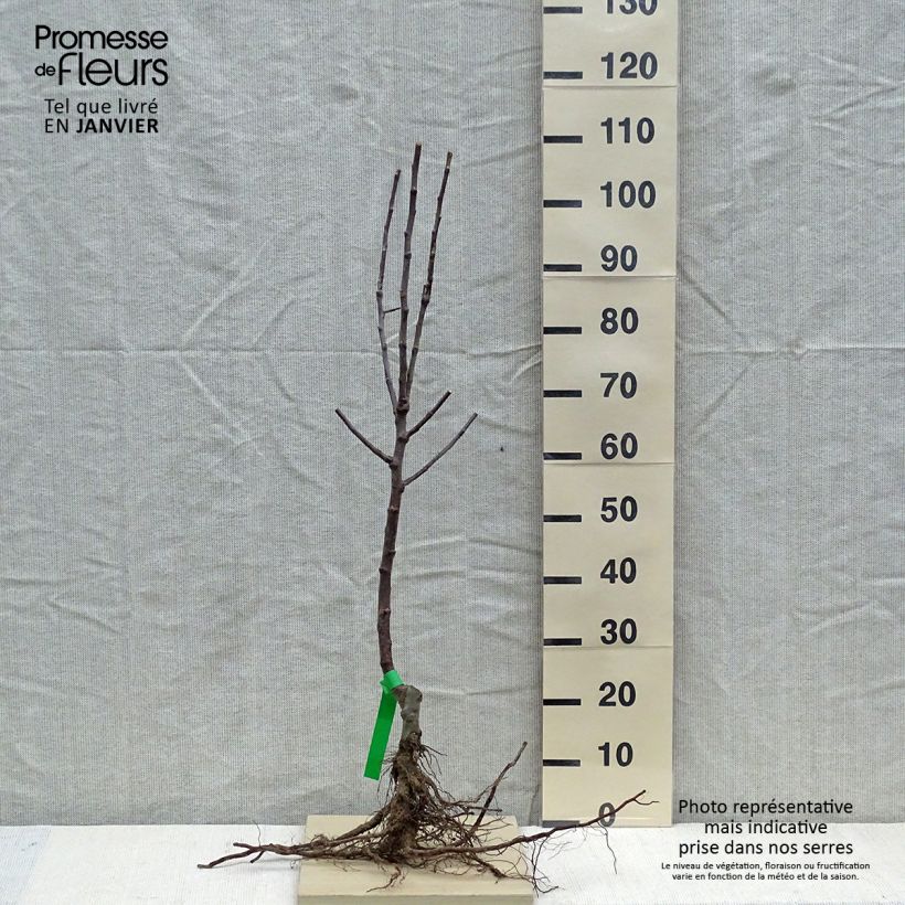 Apple Tree Reinette dArmorique - Malus domestica Bare root, Scion sample as delivered in winter