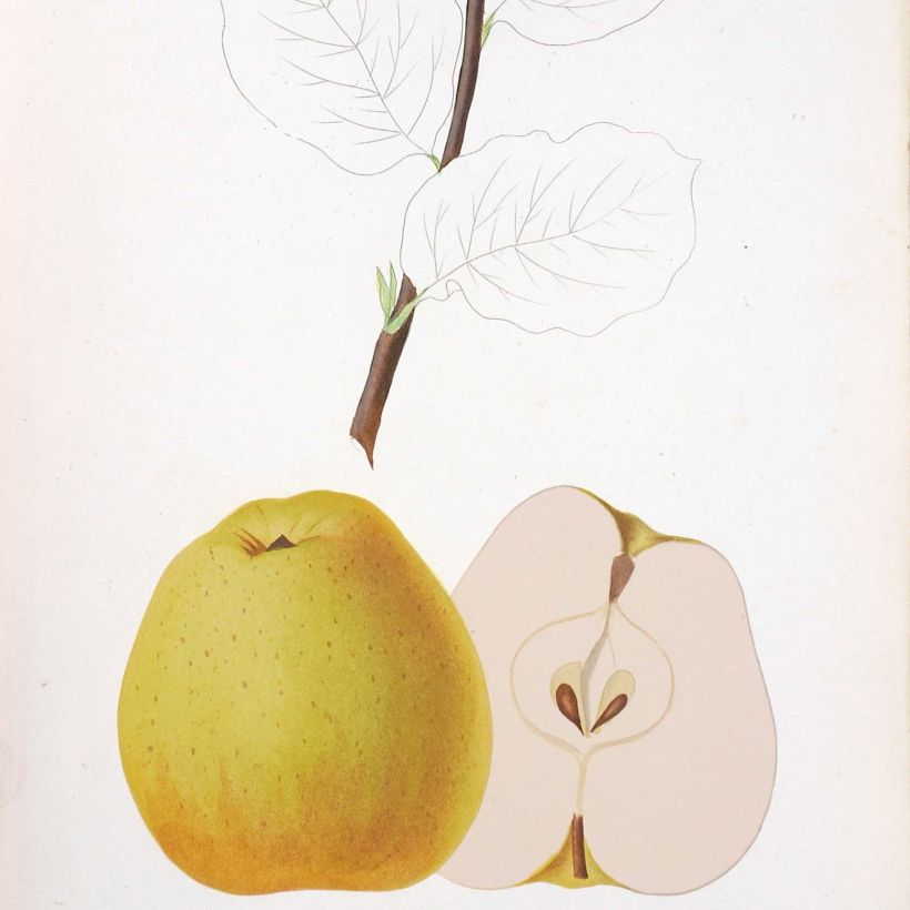 Organic Apple Tree Reinette de Brive - Malus domestica (Harvest)