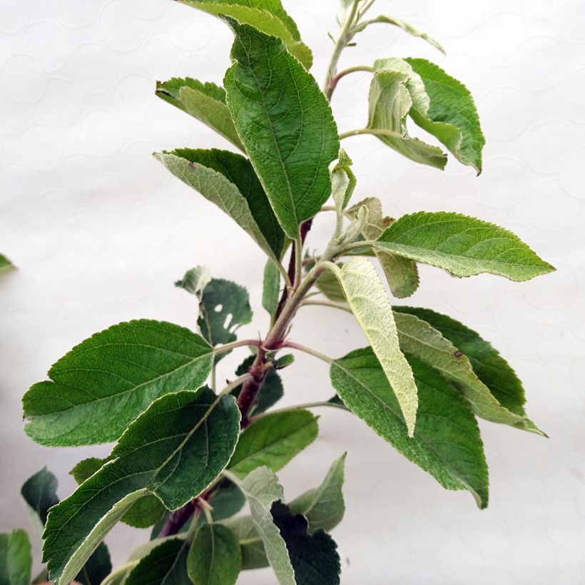 Example of Apple Tree Royal Gala - Malus domestica specimen as delivered