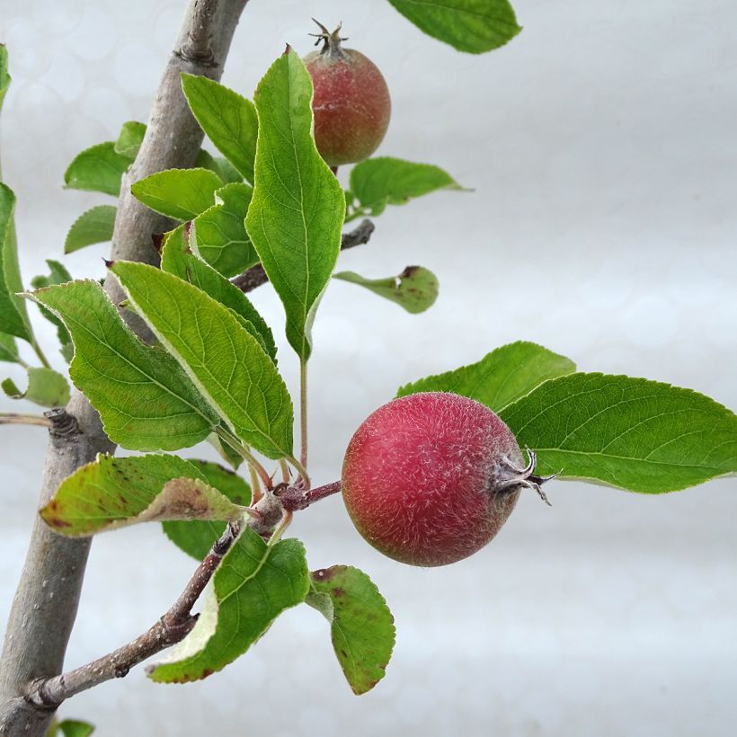 Apple Tree Royal Gala - Malus domestica (Foliage)