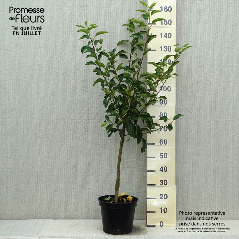 Apple Tree Royal Gala - Malus domestica 7.5L/10L pot, Goblet sample as delivered in summer