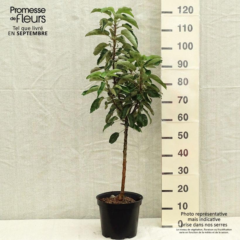 Columnar Apple Tree Sonata - Malus domestica 7.5L/10L pot, Columnar sample as delivered in autumn