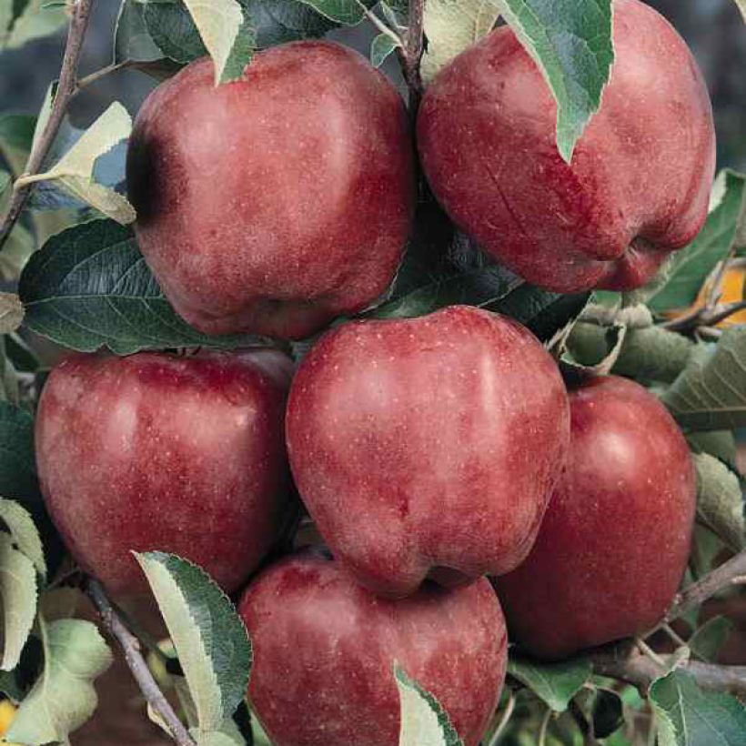 Apple Tree Starking Delicious - Malus domestica (Harvest)