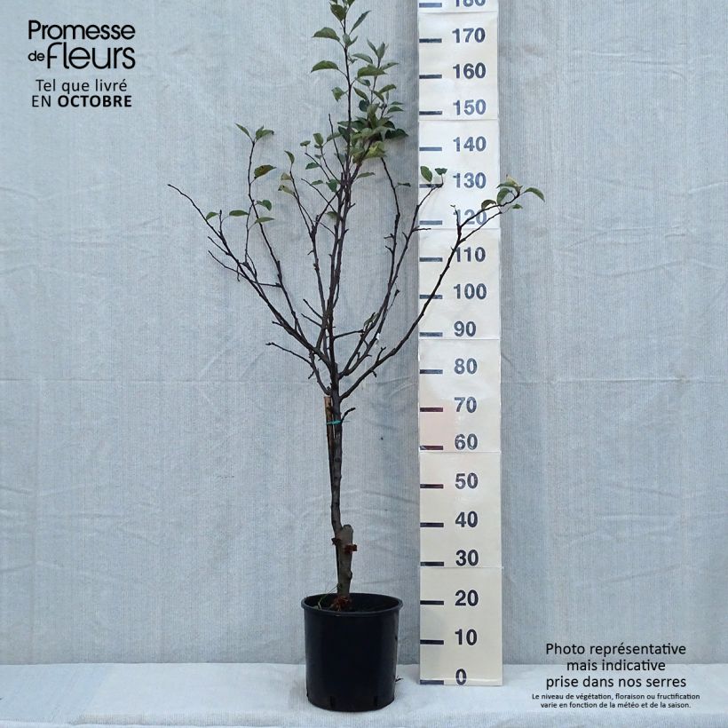 Apple Tree Starking Delicious - Malus domestica 7.5L/10L pot, Half standard sample as delivered in autumn