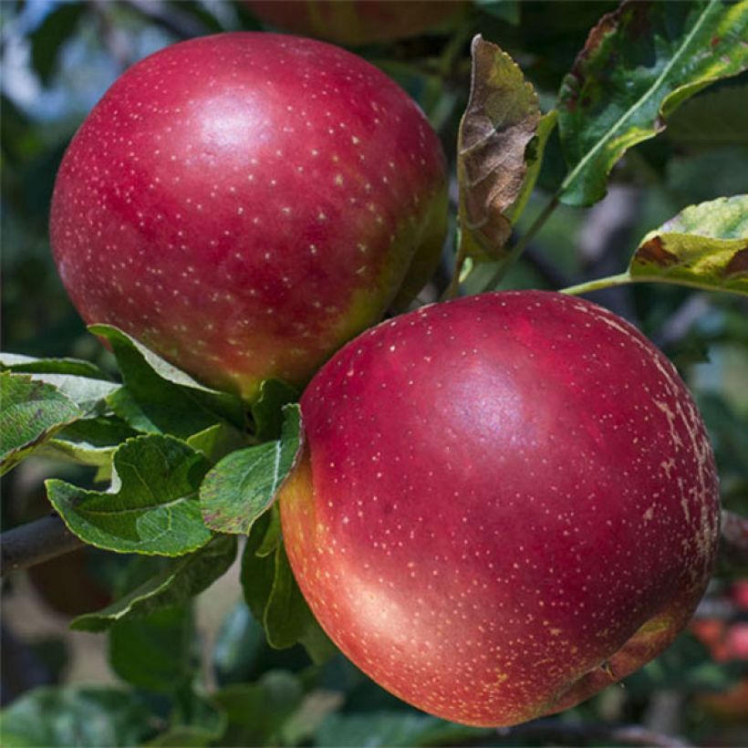 Apple Tree Summerred - Malus domestica (Harvest)