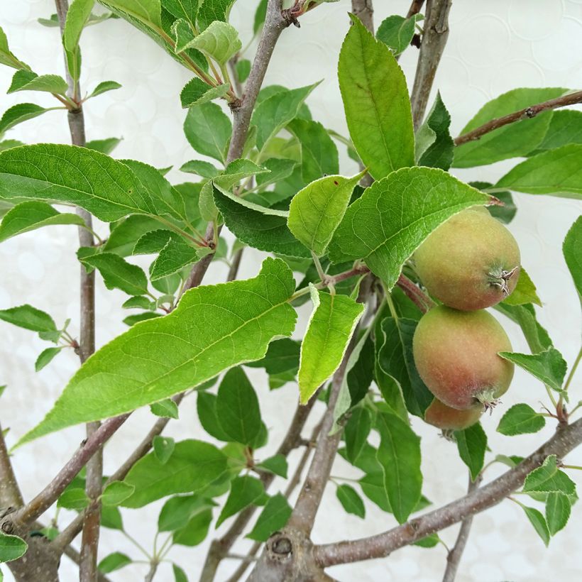 Apple Tree Temptation - Georges Delbard (Foliage)