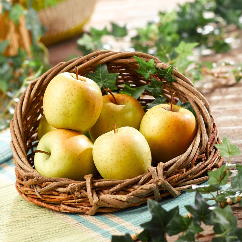 Apple Tree Temptation - Georges Delbard (Harvest)