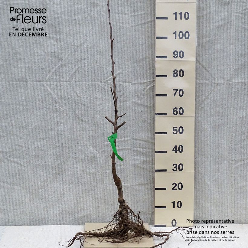 Organic Apple Tree Transparente Blanche - Malus domestica Bare root, Scion sample as delivered in winter