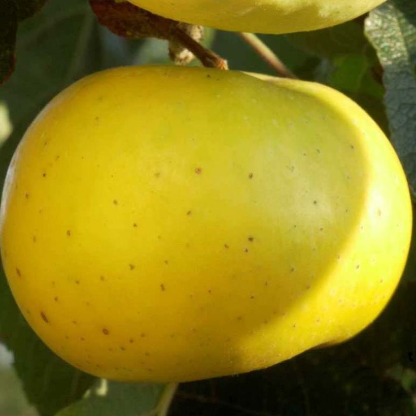 Apple Tree Transparente de Croncels - Malus domestica (Flowering)