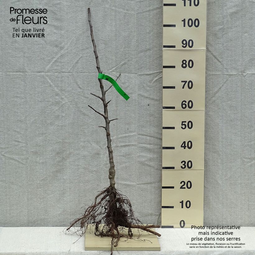 Organic Apple Tree Winston - Malus domestica Bare root, Scion sample as delivered in winter
