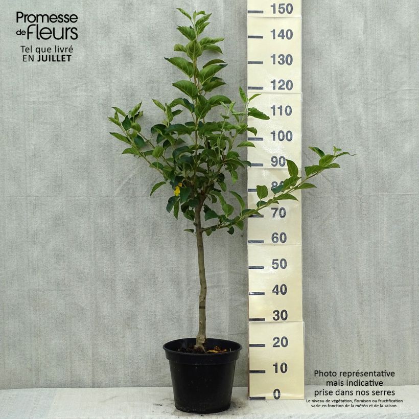 Apple Tree Winter Banana - Malus domestica 7.5L/10L pot, Goblet sample as delivered in summer