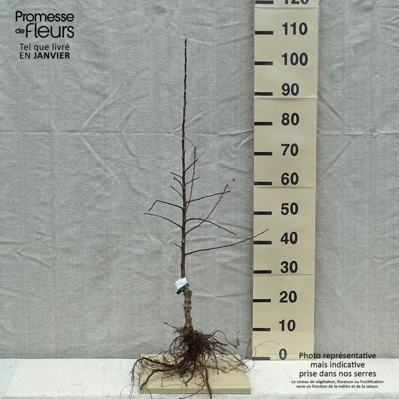 Cider Apple Tree Douce Moën - Malus domestica Bare root, Scion sample as delivered in winter