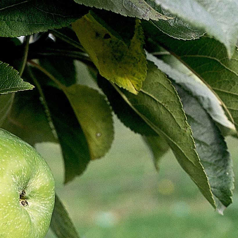 Columnar Apple Tree Amboise - Georges Delbard - Malus domestica (Foliage)