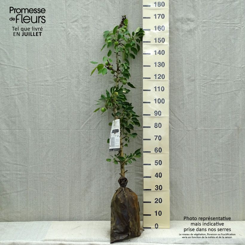 Columnar Apple Tree Amboise - Georges Delbard - Malus domestica Ready-to-plant root ball, Columnar sample as delivered in summer
