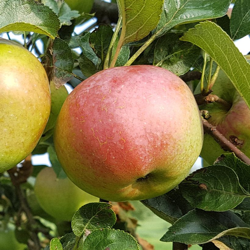 Columnar Apple Tree Azay-Le-Rideau - Malus domestica (Harvest)