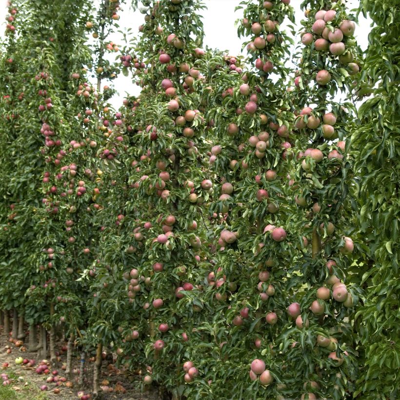 Columnar Apple Tree Azay-Le-Rideau - Malus domestica (Plant habit)