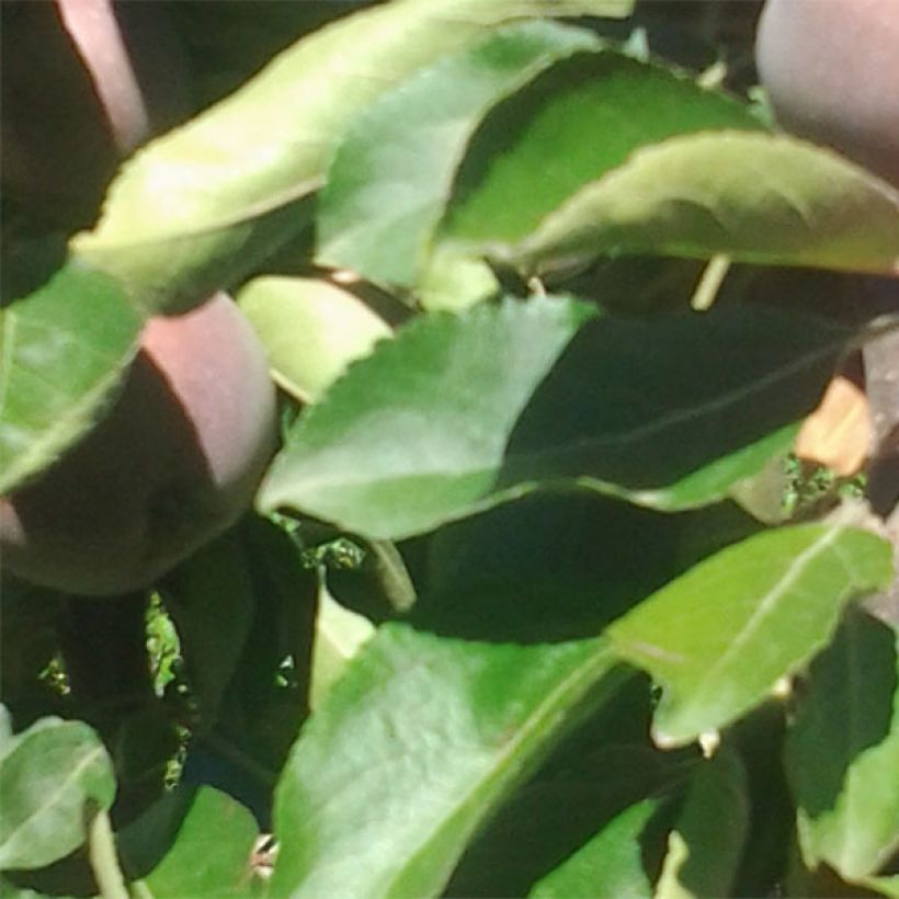 Columnar Apple Tree Ballerina Polka - Malus domestica (Foliage)