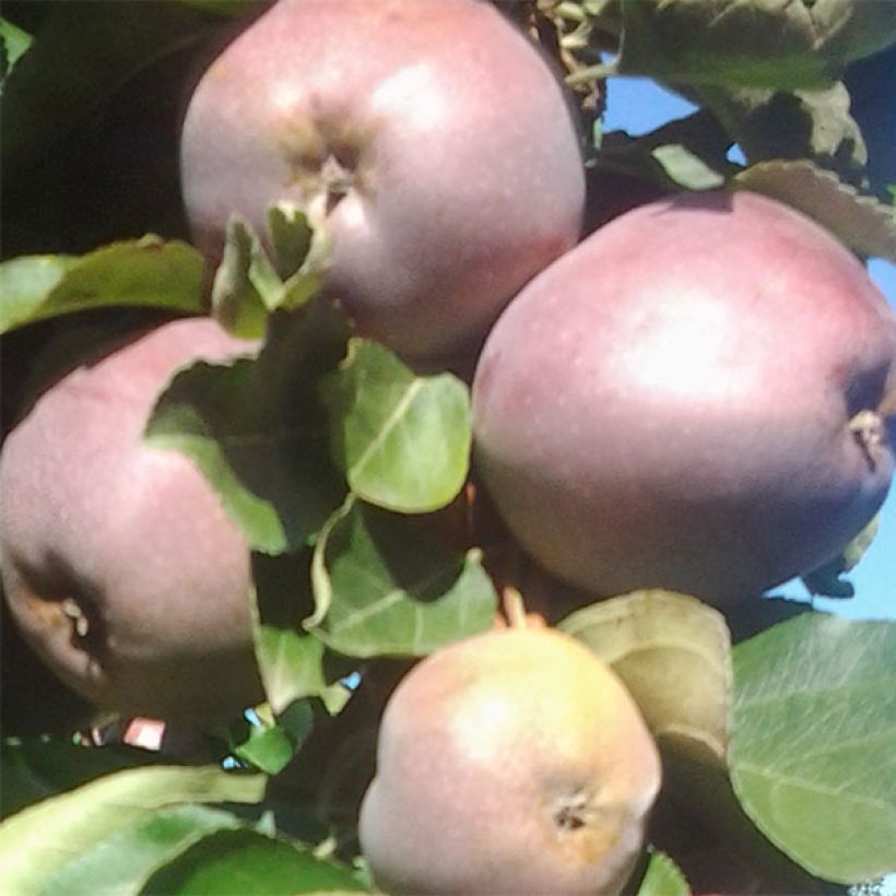 Columnar Apple Tree Ballerina Polka - Malus domestica (Harvest)