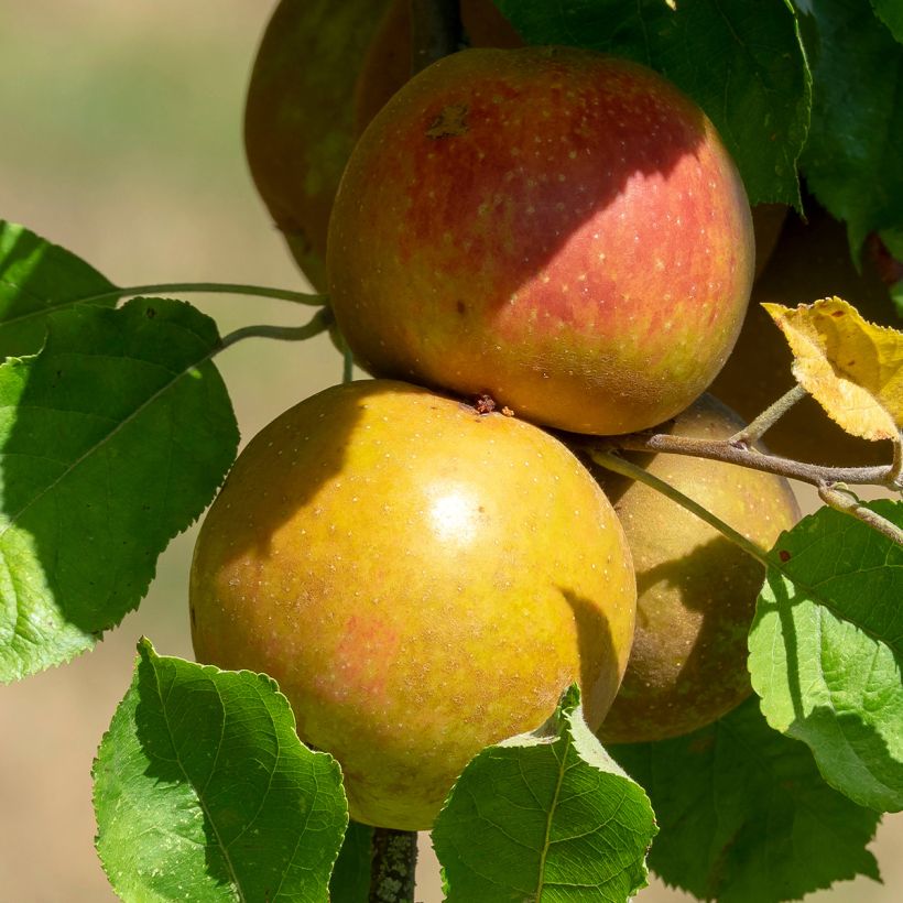 Columnar Apple Tree Cheverny- Georges Delbard (Harvest)