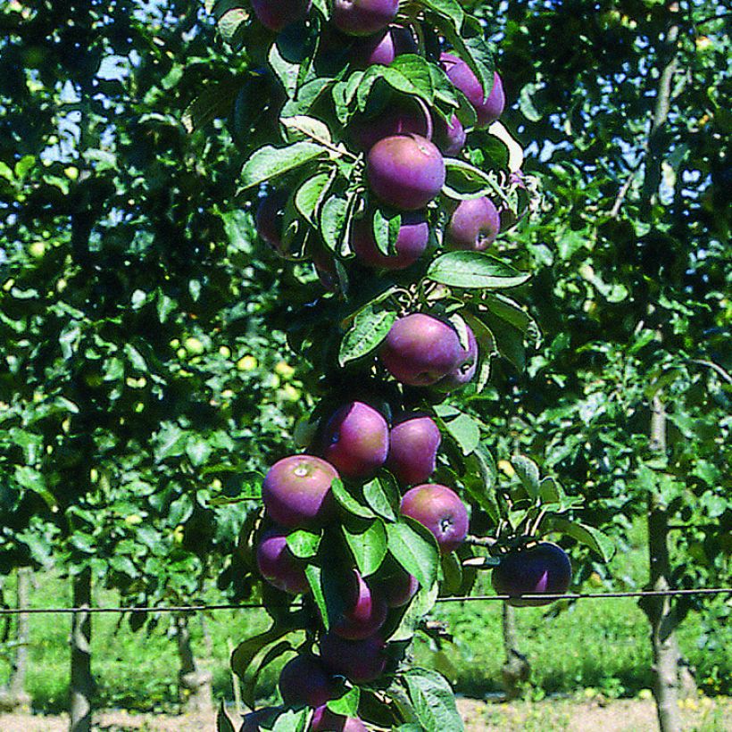 Columnar Apple Tree Chinon - Georges Delbard (Harvest)