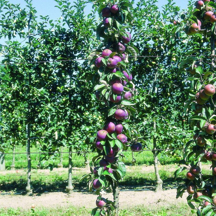 Columnar Apple Tree Chinon - Georges Delbard (Plant habit)