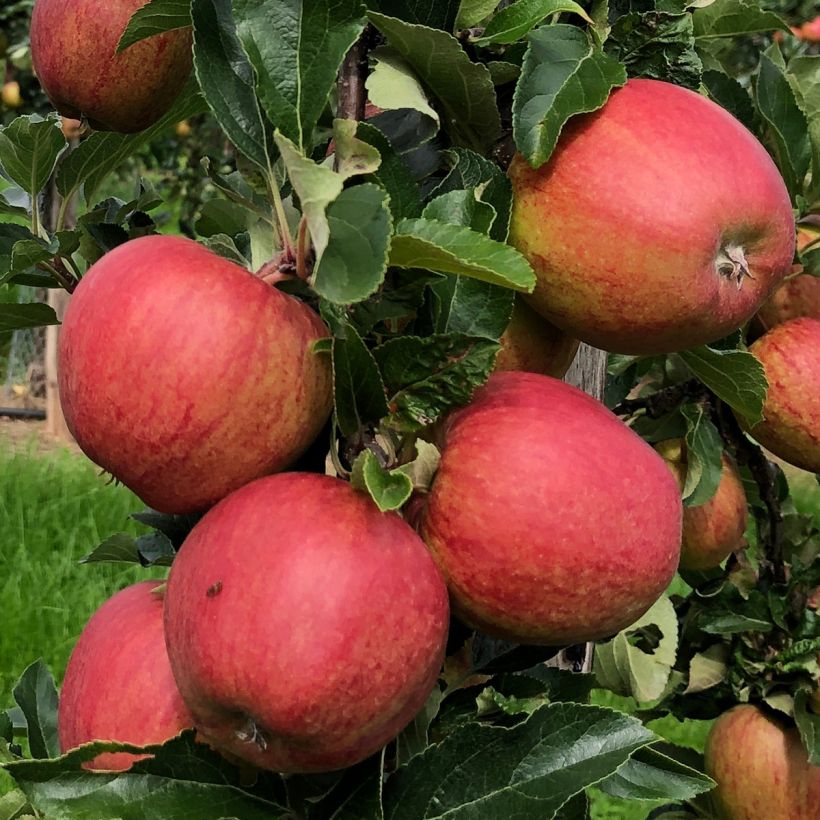 Columnar Apple Tree Courson - Malus domestica (Harvest)